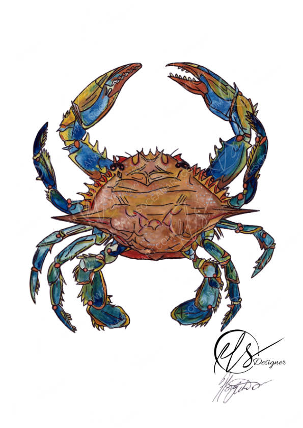 A colorful watercolor illustration of a blue crab centered on a white background, with a stylized artist signature in the lower right corner. This image is watermarked with the HLSdesigner logo and website, designed and created by Hannah Singleton, ocean inspired artist and foodie art prints based in Cornwall and inspired by the Cornish coast and seafood. This blue sand crab is beautifully illustrated in a watercolour and stylised form for a fun take on fresh seafood, featuring washed blues and lime greens