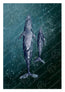 A square art print depicting two grey whales swimming in deep teal water, overlaid with white watermarks reading 'HLSOCEANART.COM'. Originally digitally drawn, each brushstroke my own, designed and created by Hannah Singleton at HLSdesigner. using a digital 6B pencil grade. Inspired by the ocean and the ariel viewpoints of sea creatures navigating the sea. 