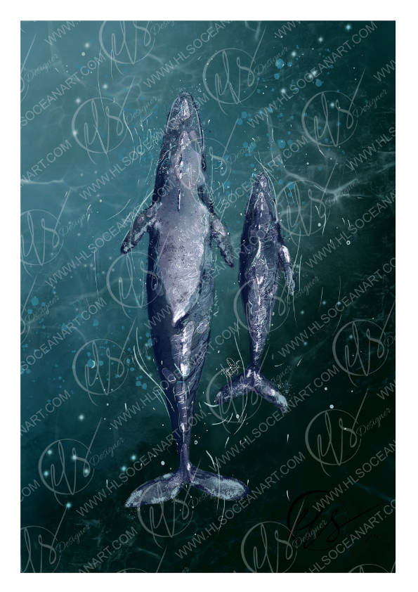 A square art print depicting two grey whales swimming in deep teal water, overlaid with white watermarks reading 'HLSOCEANART.COM'. Originally digitally drawn, each brushstroke my own, designed and created by Hannah Singleton at HLSdesigner. using a digital 6B pencil grade. Inspired by the ocean and the ariel viewpoints of sea creatures navigating the sea. 