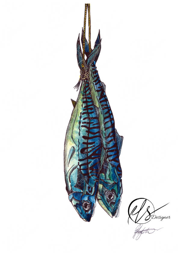 Illustration using mixed media to form. Beautiful pair of freshly aught mackerel fish, roped together ready for market, this is part of the seafood series of illustrations at HLSdesigner. Designed by Hannah Singleton , ocean inspired artist from Cornwall. Featuring watermarks and artist signature on a white background