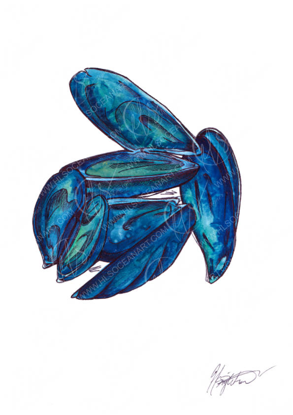 A watercolor and ink illustration of a cluster of mussels in vibrant shades of blue and green, set against a plain white background with a signature in the bottom right corner. Designed by Hannah Singleton at HLSdesigner , coastal seafood art print inspired by the ocean around cornwall 