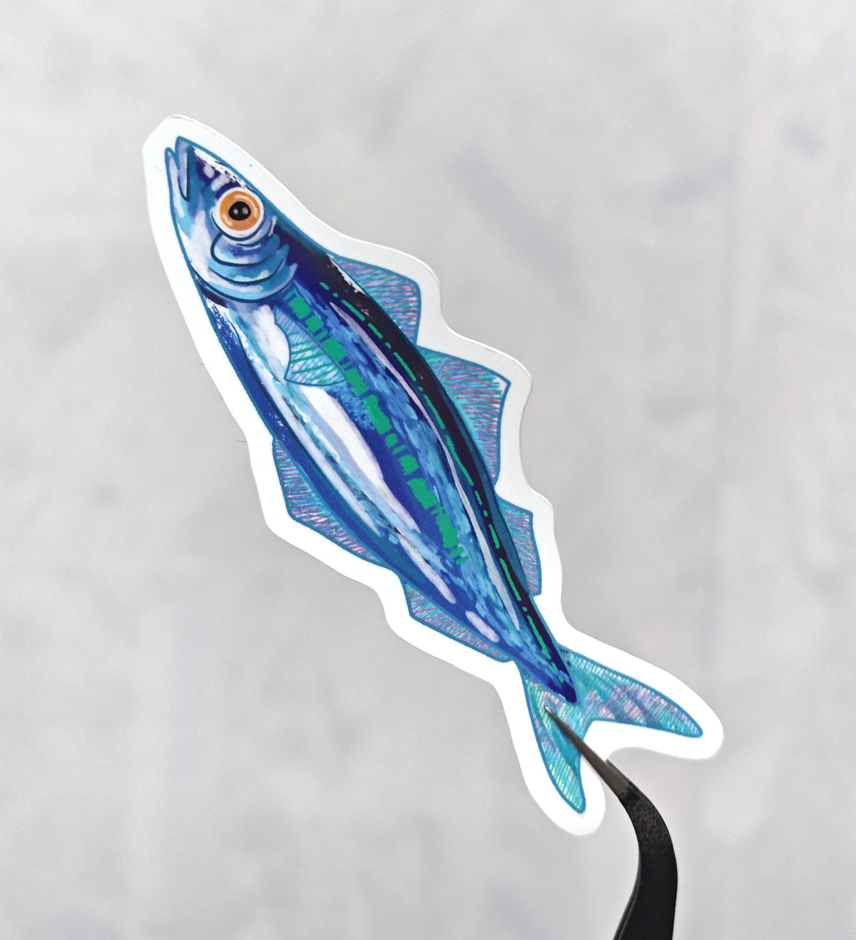 blue and green illustrated die cut sardine sticker held with tweezers on a white background