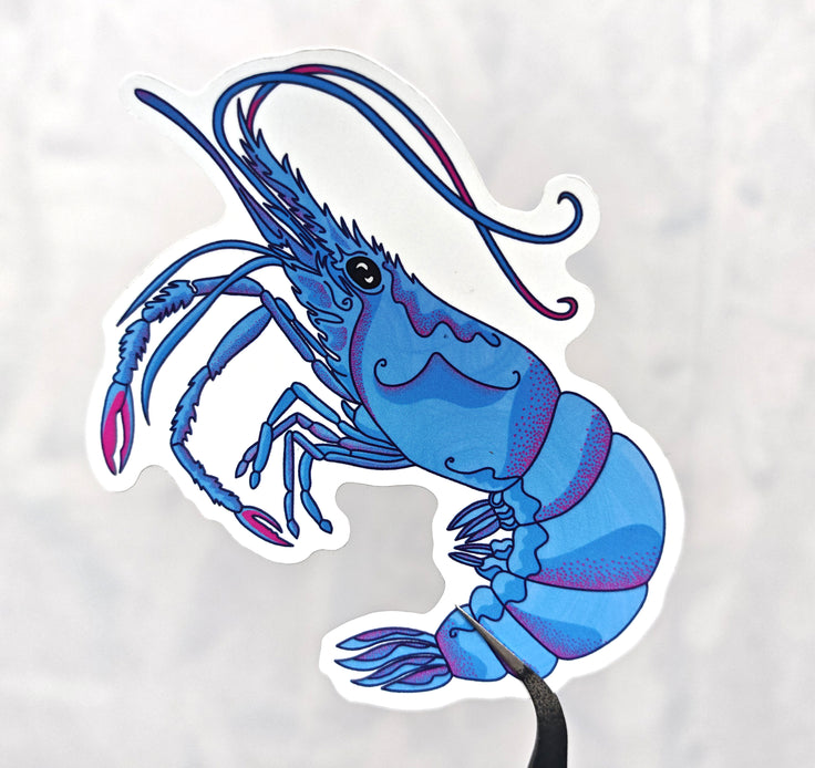 blue king shrimp with pink accents transformed into a die cut sticker, held by tweezers over a white background. Illustrated by HLSdesigner