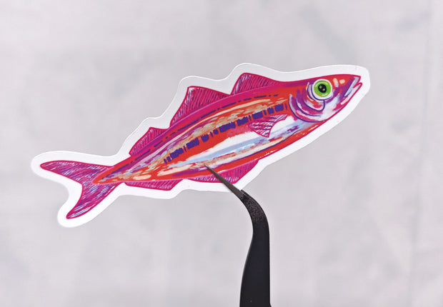 pink and orange sardine illustration on a white background being held by tweezers and made into a die cut sticker