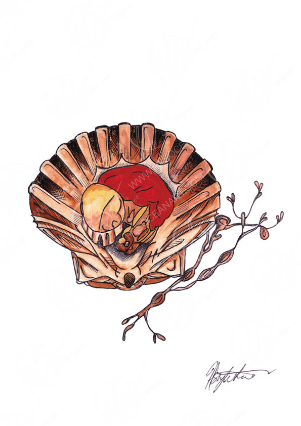 An illustration in a stylised form using watercolour and liner work to emphasise a portrayal of a scallop served fresh in its shell with seaweed alongside it, on a white background with the HLSdesigner watermark and signature.
